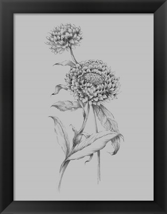 Framed Flower Drawing III Print
