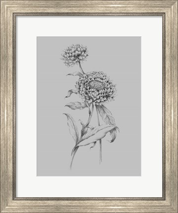 Framed Flower Drawing III Print