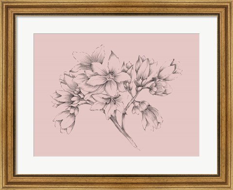 Framed Blush Pink Flower Illustration Print