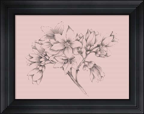 Framed Blush Pink Flower Illustration Print