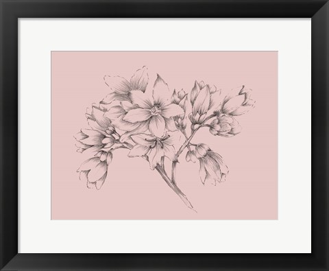 Framed Blush Pink Flower Illustration Print