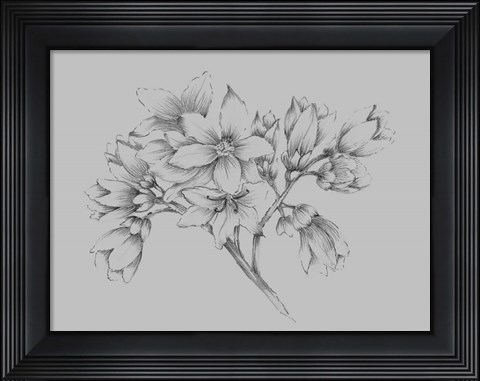 Framed Flower Illustration Print