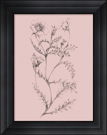 Framed Blush Pink Flower Illustration I Print