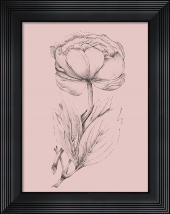 Framed Blush Pink Flower Illustration II Print
