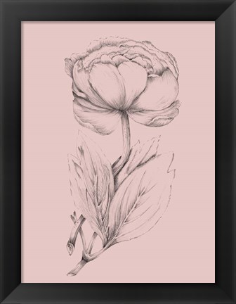 Framed Blush Pink Flower Illustration II Print