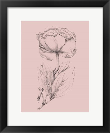 Framed Blush Pink Flower Illustration II Print