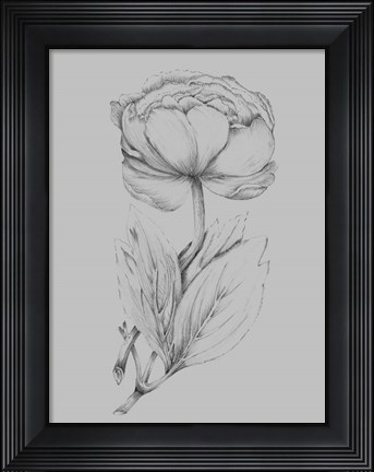 Framed Flower Illustration I Print