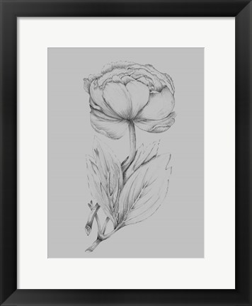 Framed Flower Illustration I Print