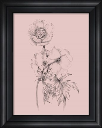 Framed Blush Pink Flower Illustration III Print