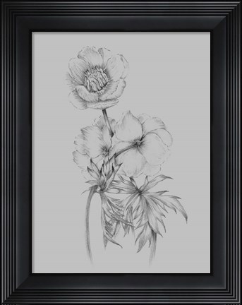 Framed Flower Illustration II Print