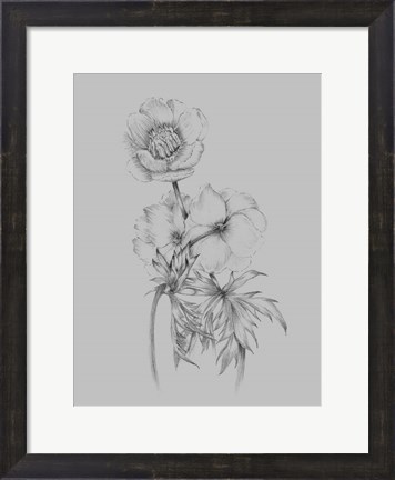 Framed Flower Illustration II Print