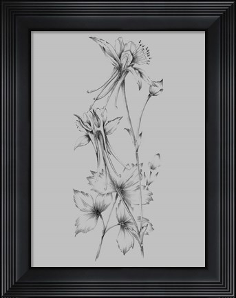 Framed Grey Flower Sketch Print