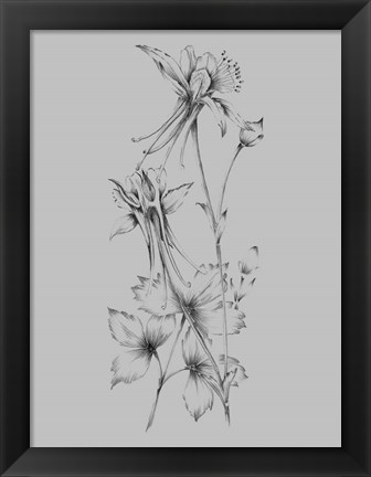 Framed Grey Flower Sketch Print