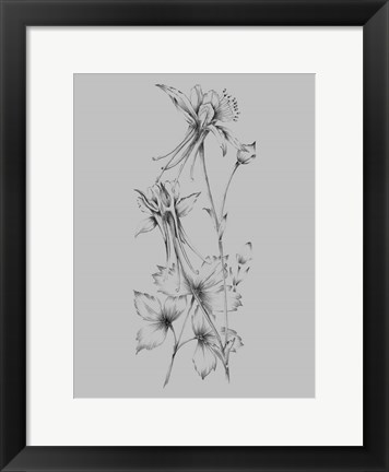 Framed Grey Flower Sketch Print