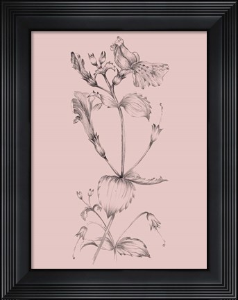 Framed Blush Pink Flower I Print