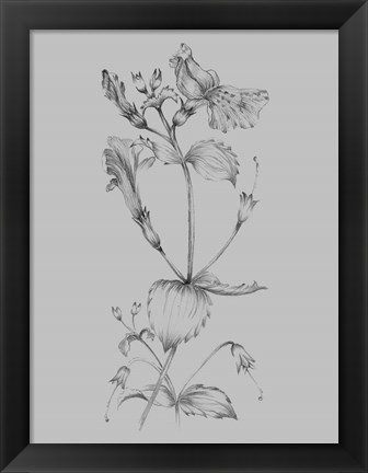 Framed Grey Flower Sketch I Print