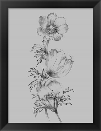 Framed Grey Flower Sketch II Print