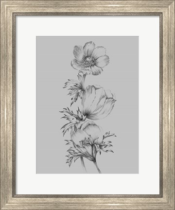 Framed Grey Flower Sketch II Print