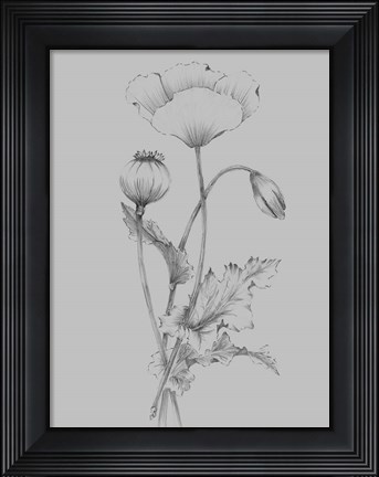 Framed Grey Flower Sketch III Print