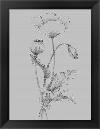 Framed Grey Flower Sketch III Print