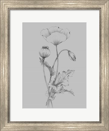 Framed Grey Flower Sketch III Print