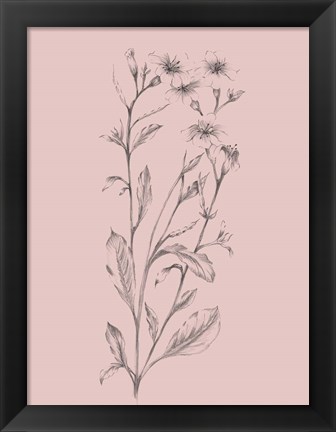 Framed Pink Flower Sketch Illustration Print