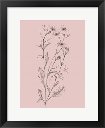 Framed Pink Flower Sketch Illustration Print