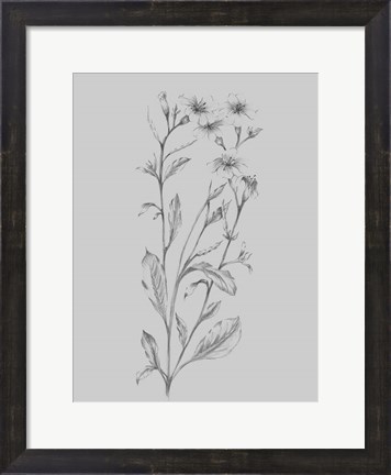 Framed Grey Flower Sketch Illustration Print