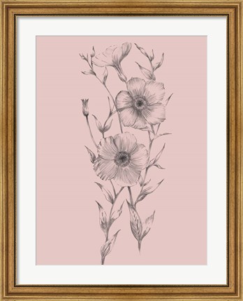 Framed Pink Flower Sketch Illustration I Print