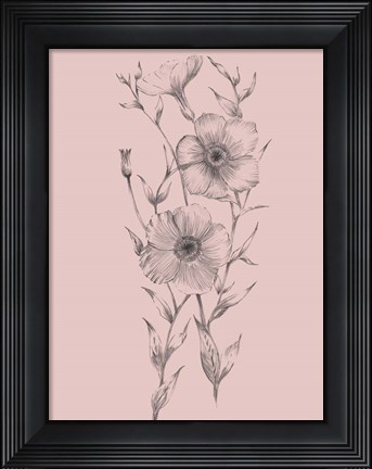 Framed Pink Flower Sketch Illustration I Print