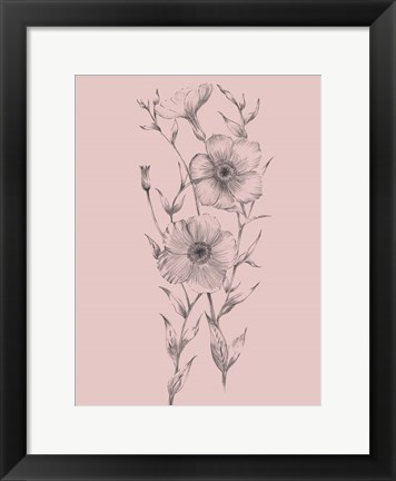 Framed Pink Flower Sketch Illustration I Print