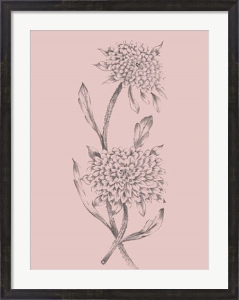 Framed Pink Flower Sketch Illustration II Print