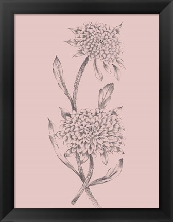 Framed Pink Flower Sketch Illustration II Print