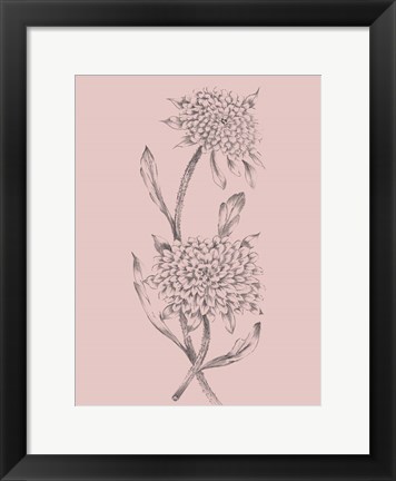 Framed Pink Flower Sketch Illustration II Print