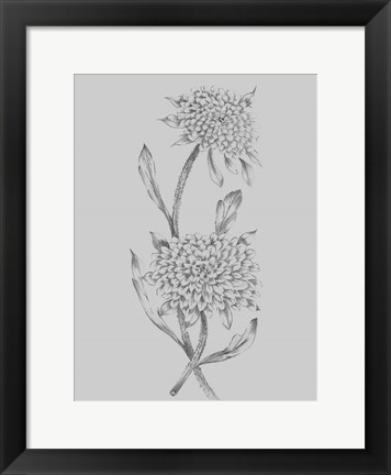 Framed Grey Flower Sketch Illustration II Print