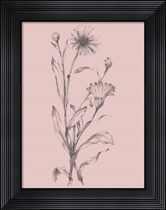 Framed Pink Flower Sketch Illustration III Print