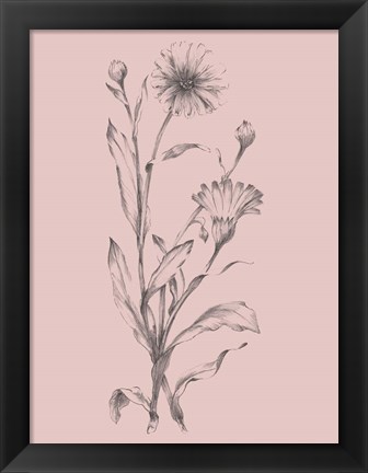 Framed Pink Flower Sketch Illustration III Print