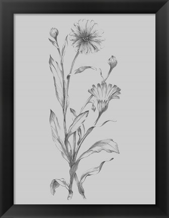 Framed Grey Flower Sketch Illustration III Print