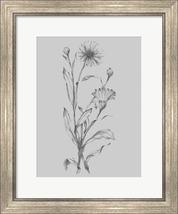 Framed Grey Flower Sketch Illustration III Print