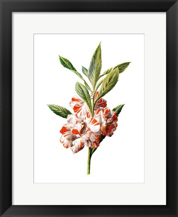 Framed Balsam Flower Print