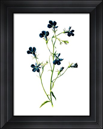 Framed Blue Lobelia Flower Print