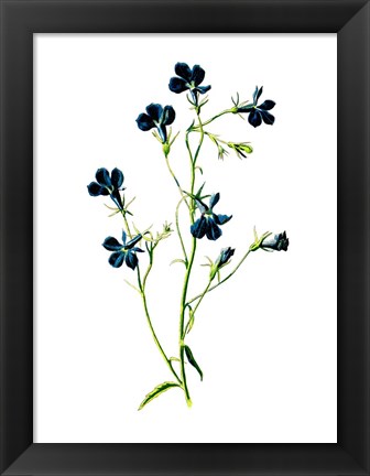 Framed Blue Lobelia Flower Print