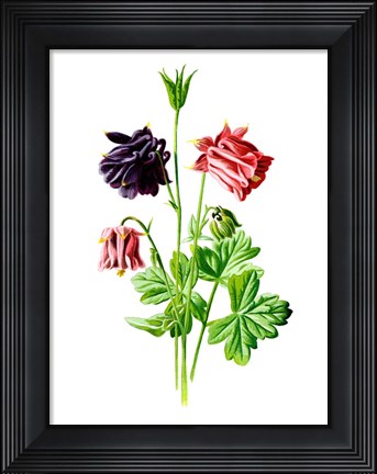 Framed Columbine Flower Print