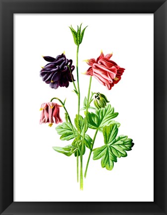 Framed Columbine Flower Print