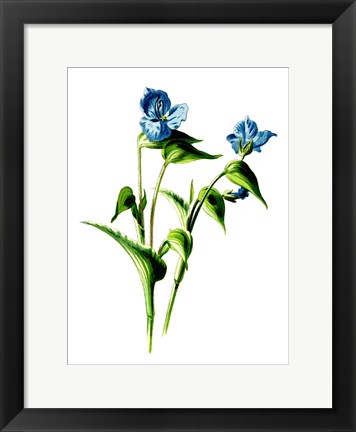 Framed Camelina Flower Print