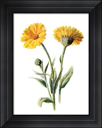 Framed Common Marigold Flower Print