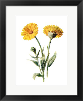 Framed Common Marigold Flower Print