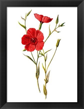 Framed Crimson Flax Flower Print