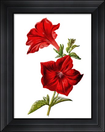 Framed Crimson Petunia Flower Print