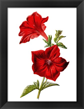 Framed Crimson Petunia Flower Print